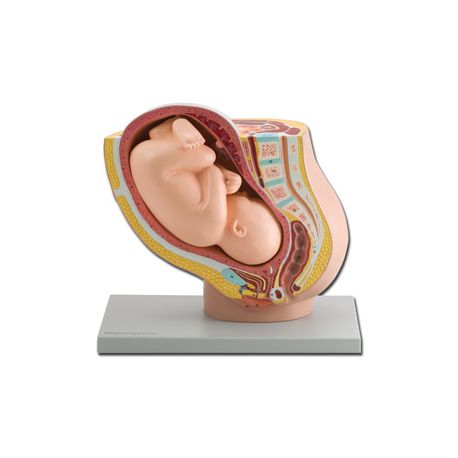 MASCULINE GENITAL APARTMENT