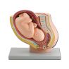GIMA PREGNANCY PELVIS WITH MATURE FETUS - 1X