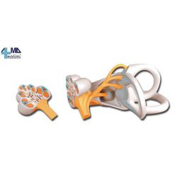 ALTAY SCIENTIFIC MODEL ANATO LABERINTO AURICOLAR