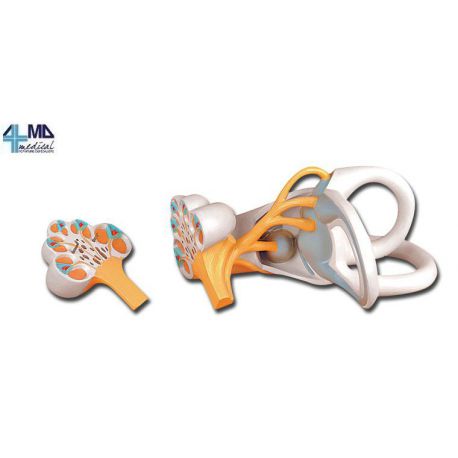 ALTAY SCIENTIFIC MODEL ANATÓMICO LABERINTO AURICOLAR