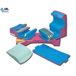 HOCHY WISSENSCHAFTLICHE ANATOMISCHE MODELL COCHLEARY KANAL UND ORGANO VON CORTI