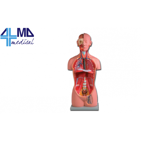 ALTAY MODELO MINI TORSO - 16 PARTES