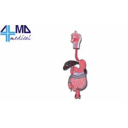 HIGH AND DIGESTIVE SYSTEM