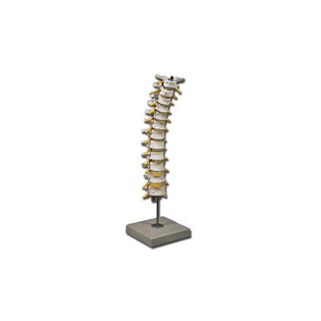 GIMA COLUMA VERTEBRAL