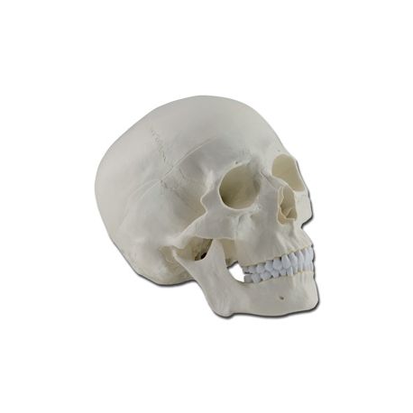 GIMA CRÁNEO HUMANO - 3 PARTES