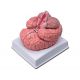 ALTAY MODEL DE CEREBRO - CON ARTERIAS - 9 PIECES