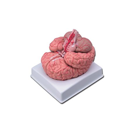 ALTAY MODELO DEL CEREBRO - CON ARTERIAS - 9 PIEZAS