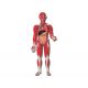 HUMAN BODY MODEL - 30 PIECE