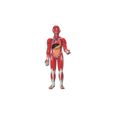 HUMAN BODY MODEL MODEL 30 PIEC