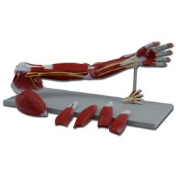 ALTAY MODELO MUSCULATURA DEL BRAZO