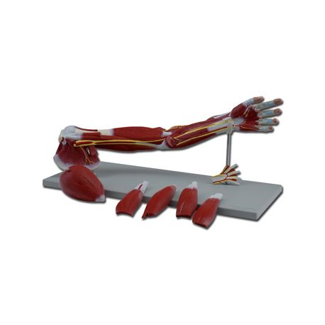 ALTAY MODELO MUSCULATURA DEL BRAZO