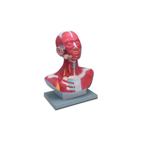 ALTAY MODELO MUSCULATURA CABEZA Y CUELLO - 1 PIEZA