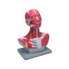 HIGH AND MODEL HEAD AND NECK - 1 PIECE
