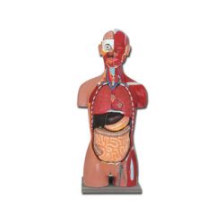 HIGHY MODEL BISSEXUELL MOCULAR TORSO OFFEN VON HINTEN - 28 STÜCKE