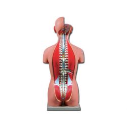 HIGHY BISEXUAL TORSO MODEL - OPEN FROM BEHIND - 27 PIECES - WITH INSTRUCTION CD