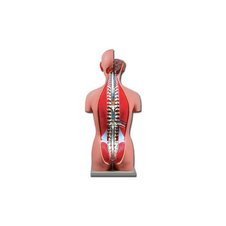 ALTAY BISSEXUEL TORSO - ÖPPET BACK - 27 DELAR - MED INSTRUKTIONS-CD