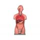 ALTAY MODEL TORSO BISEXUAL - 25 PARTS