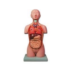 ALTAY MODELO MINI TORSO - 16 PIEZAS