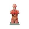 MINI TORSO MODEL - 16 STÜCKE