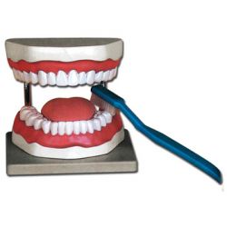 HIGH AND SCIENTIFIC MODEL ANATOMICAL ORAL HYGIENE