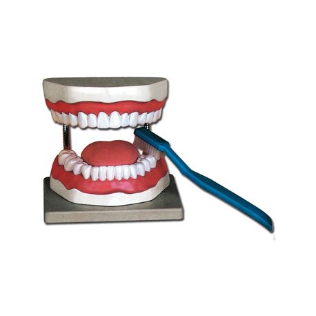 ALLTID SCIENTIFIC ANATOMIC MODEL HIGIENE ORAL