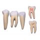 ALTAY SCIENTIFIC MODELO ANATÓMICO SET 3 DIENTES: INCISIVO, CANINO, MOLAR