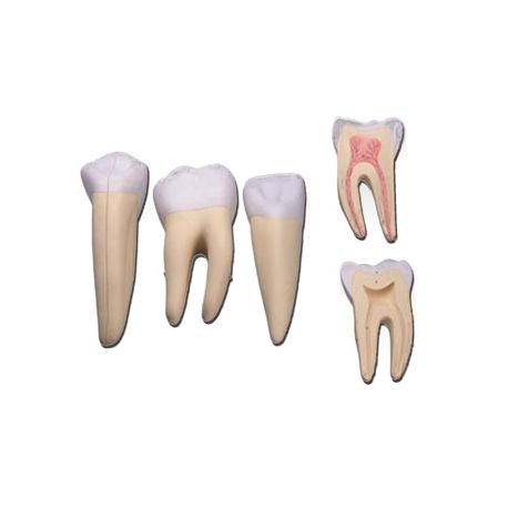 ALTAY SCIENTIFIC ANATOMIC MODEL SET 3 DIENTES: INCISIVO, CANINO, MOLAR