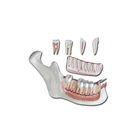 ALTAY SCIENTIFIC ANATOMIC MODEL MANDÍBULA INFERIOR