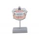 ALTAY SCIENTIFIC ANATOMIC MODEL PERMANENT