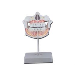 DENTS PERMANENTES ANATOMIQUES DE MODÈLE SCIENTIFIQUE