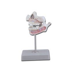 HIGHY SCIENTIFIC MODEL ANATOMICAL MILK TEETH