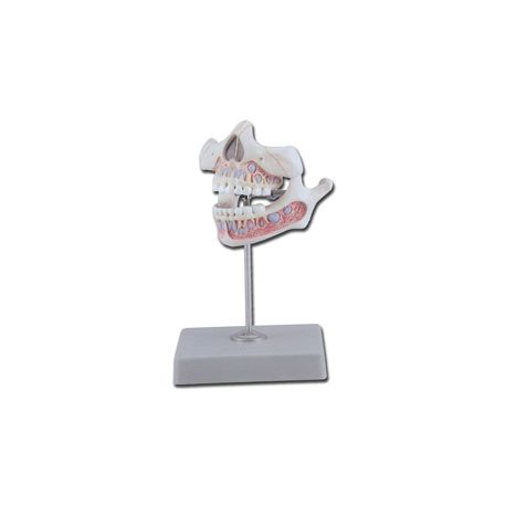 ALTAY SCIENTIFIC ANATOMIC MODEL DIENT