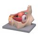 ALLTID SCIENTIFIC ANATOMIC MODEL OJOS 11 PARTS