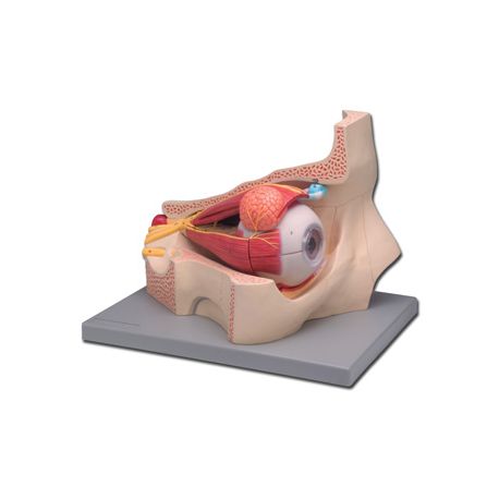 ALTAY SCIENTIFIC MODELO ANATÓMICO OJOS 11 PARTES
