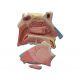 ALTAY SCIENTIFIC MODELO CAVIDAD NASAL