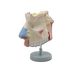 HIGHY SCIENTIFIC MODEL NASAL CAVITY