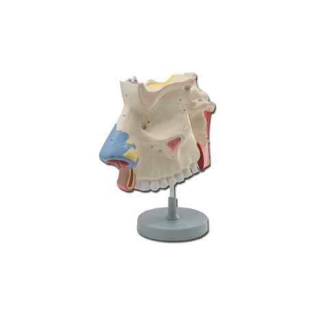 ALTAY SCIENTIFIC MODELO CAVIDAD NASAL