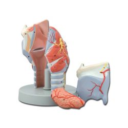 HIGHY SCIENTIFIC ANATOMICAL MODEL LARINGE