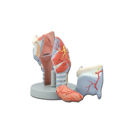ALTAY MODELO CIENTÍFICO ANATÓMICO LARINGE