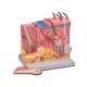 ALTAY SCIENTIFIC CUTIS ANATOMIC MODEL - 70X