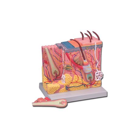 ALTAY SCIENTIFIC CUTIS ANATOMIC MODEL - 70X
