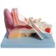 ALTAY SCIENTIFIC OREJA ANATOMIC MODEL - 5 PARTES