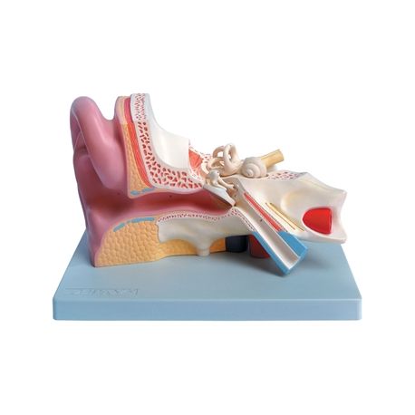 ALLTID SCIENTIFIC OREJA ANATOMIC MODEL 3 PARTIES