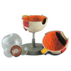 ALTAY SCIENTIFIC ANATOMIC MODEL OJOS