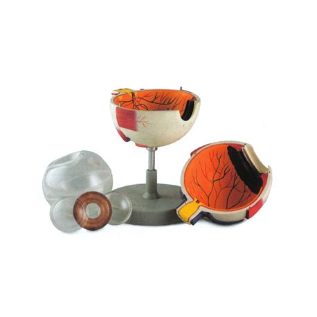 ALLTID SCIENTIFIC ANATOMIC MODEL OJOS - 6 PARTIES