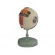 ALLTID SCIENTIFIC ANATOMIC MODEL OJOS - 6 PARTIES