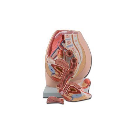 ALTAY APARATO GENITAL FEMENINO - 3 PARTEIEN