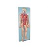 ALTAY SISTEMA CARDIO VASCULAR
