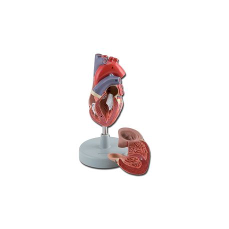 ALTAY CORAZÓN - 2 PARTE