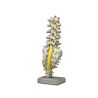 GIMA COLUMNA VERTEBRAL - LUMBAR